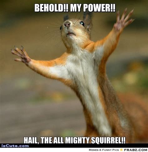 squirrel memes